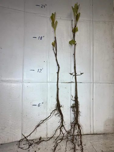 Vista 2 de Plántula de Ginkgo Biloba de 2 a 3 años de edad de 10 a 12 pulgadas de alto