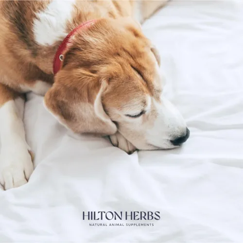 Vista 10 de Hilton Herbs Suplemento de apoyo para la glándula suprarrenal canina para perros, bañera de 4.4 onzas