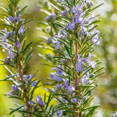 Vista 5 de 3 plantas de romero resistentes para plantar, plantas de romero culinario, plantas de romero culinario, hierbas aromáticas, flores azules de 3 a 6