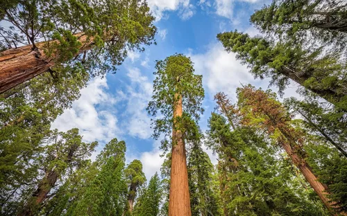 Vista 7 de 5 árboles jóvenes de secuoyas gigantes vivos (aprox. 1 pies a 1.5 pies de alto): gigante de la naturaleza en tu patio trasero