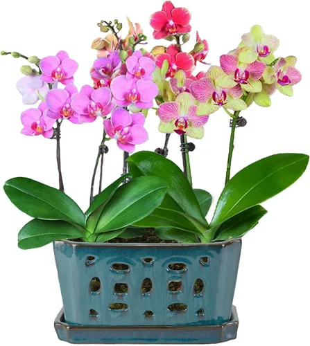Vista 6 de W&W Maceta de orquídeas con agujeros y platillo para trasplantar, verde azulado, 9.7 pulgadas