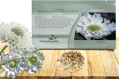 Vista 10 de Outsidepride Burgundy Beau Scabiosa Seeds – 500 semillas de flores perennes que atraen a los polinizadores, hábito de crecimiento vertical y limpio