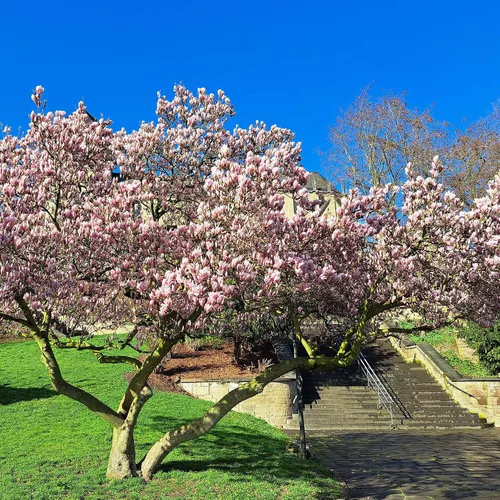 Vista 3 de Perfect Plants Jane Magnolia - Árbol de 1 galón, planta viva