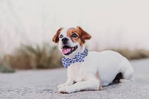 Vista 4 de Collar para perro con corbatín de Lionet Paws, Collar de corbatín de verano para perro, Collar para perro ajustable y cómodo, regalo para cachorro