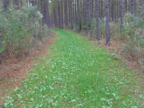 Vista 7 de Whitetail Institute Imperial semillas de trébol para alimento “No-Plow