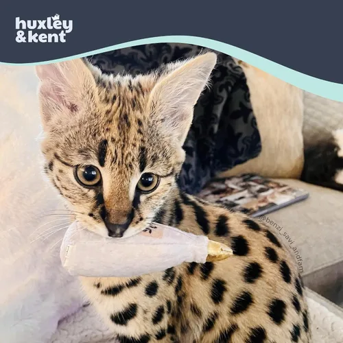 Vista 3 de Huxley & Kent Juguete de peluche para gatos, Toto's Pawdka, relleno de hierba gatera fuerte, juguete interactivo de felpa para gatitos y gatos