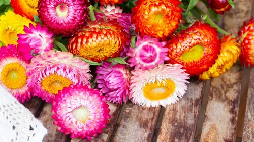Vista 3 de Semillas Fresa Gigante Mezcla Immortelle Helihrizum Flores Anuales