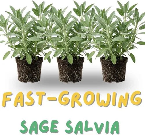 Vista 3 de 1 planta viva de salvia para exteriores, arbustos de salvia de 4 a 8 pulgadas de alto, sin maceta (azul púrpura salvia)