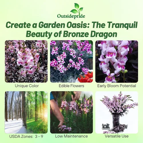 Vista 2 de Outsidepride Bronze Dragon Seeds - 50 semillas anuales de flores para plantar, tolerantes a las heladas, plantas de temporada fría aptas