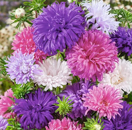 Vista 4 de China Asters Seeds - Asters individuales mixtos