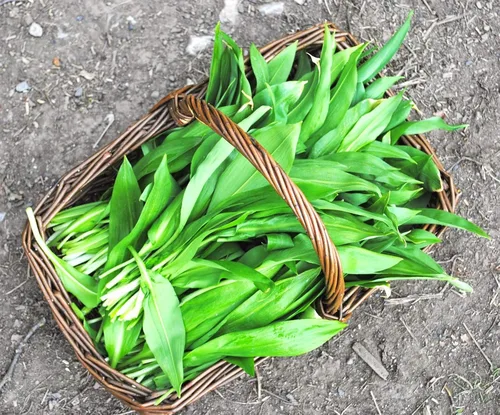 Vista 7 de Semillas Hierba Ramsons (Ajo Salvaje) - 50 Semillas