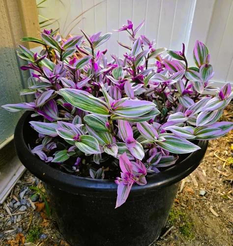 Vista 4 de Pink Wandering Jew Set of 1 Tradescantia Nanouk Live Plants Rooted in 4 inch Pot