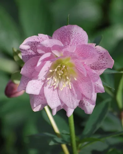 Vista 11 de Perennial Farm Marketplace Helleborus x Winter Jewels "Flor de Cerezo" (Rosa Cuaresmal) Perenne, 1 Quart, Flores Rojas