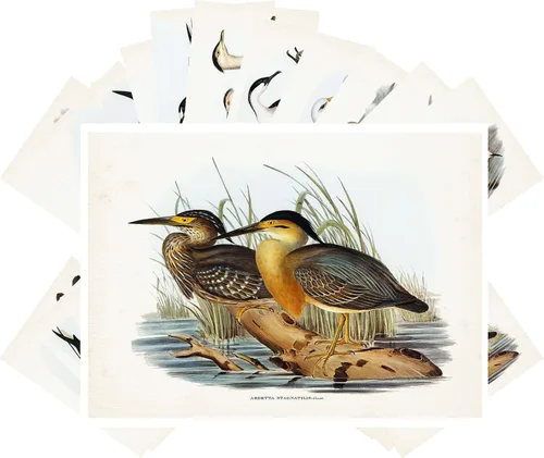 Vista 6 de PIXILUV Postales vintage (24 piezas de 4 x 6 pulgadas cada una) Pinturas de pájaros bonitos de loros y cacatúas, postales vintage, tarjetas
