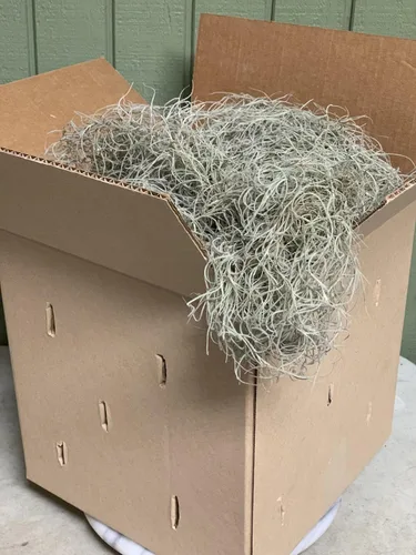 Vista 2 de Musgo español vivo, musgo francés vivo en caja de 1-2 galones