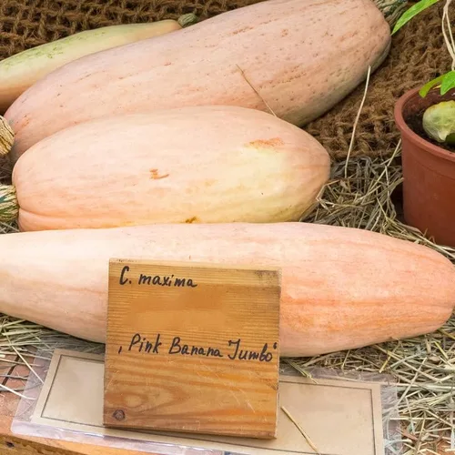 Vista 2 de Plátano rosa calabaza (10 semillas)