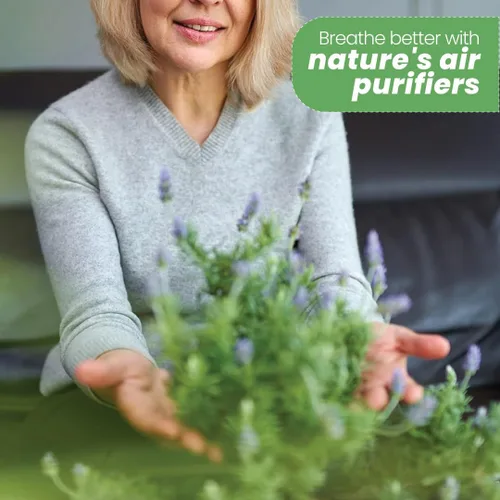 Vista 2 de American Plant Exchange Lavanda Inglesa – 6 Pulgadas con Maceta – Planta de Hierba Aromática Floreciente Viva, Vegetación Aromática Comestible