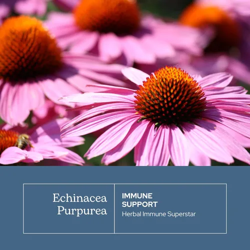 Vista 3 de Eclectic Institute Raíz de purpurea de equinácea no transgénica fresca y liofilizada Apoyo inmunológico 90 CT (360 mg)