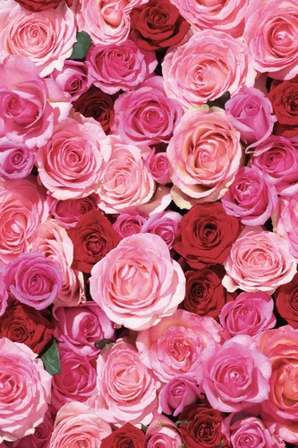 Vista 6 de KHADI ROSE LOVE Aceite corporal regenerador ayurvédico - Aceite de belleza de lujo - Mimos y regenerador - 100% a base de plantas y natural -3.38
