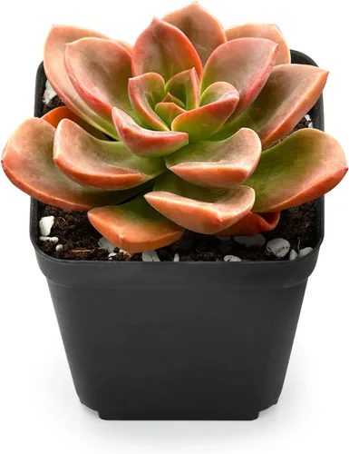 Vista 6 de Sprout N Green Colección de suculentas coloridas, 3 plantas suculentas vivas totalmente enraizadas en maceta de inicio de 2 pulgadas, decoración