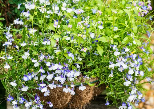 Vista 4 de 200 semillas de flores Blue Splash Lobelia Regatta Erinus
