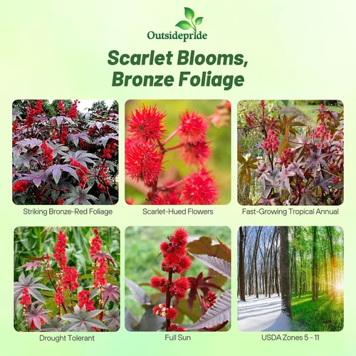 Vista 2 de Outsidepride Gibsonii Semillas de ricino – 50 semillas anuales de flores tropicales de crecimiento rápido para plantar follaje vibrante y flores