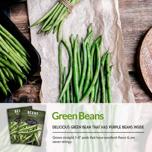 Vista 4 de Semillas de frijol arbusto para plantar, variedad de judías verdes proveedoras, variedad de jardín sin cuerdas, altos rendimientos, ideal para camas