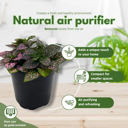 Vista 8 de BubbleBlooms Pink Hypoestes Phyllostachya en una maceta de 4 pulgadas con diseño de lunares