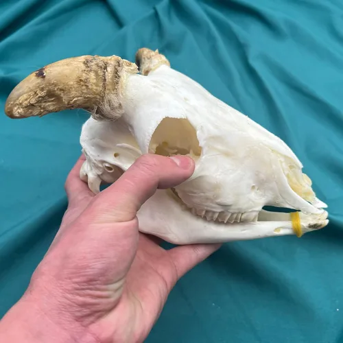 Vista 12 de Venta al por mayor 1/2/3/5/10 piezas Cráneos de Animales Reales de Taxidermia, Espécimen de Huesos Reales, Suministros de Arte Hueso Medicina