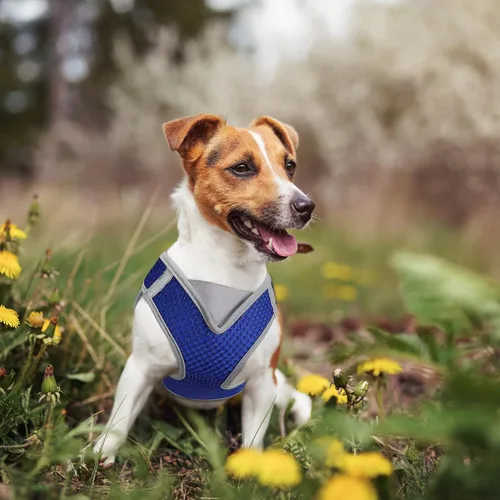 Vista 7 de KZA308 Arnés reflejante con cuello en V de malla para perro, sin jalones, facilita el paseo, ajuste rápido, cómodo, con velcro ajustable