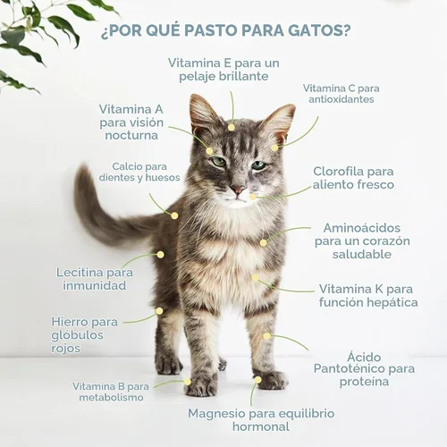 Vista 6 de Semillas de césped para gato 100% orgánicas (Sin OMG)