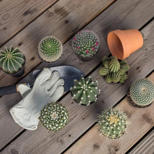 Vista 3 de Altman Plants - Colección de cactus surtidos para jardines, contenedores o regalos