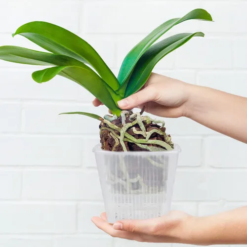 Vista 3 de WWahuayuan Juego de 12 macetas de orquídeas transparentes de plástico ranurado transpirable con orificio de drenaje, macetas decorativas
