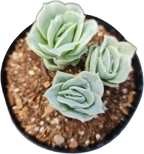 Vista 3 de Plantas suculentas vivas Echeveria (maceta de 2 pulgadas de niebla azul)
