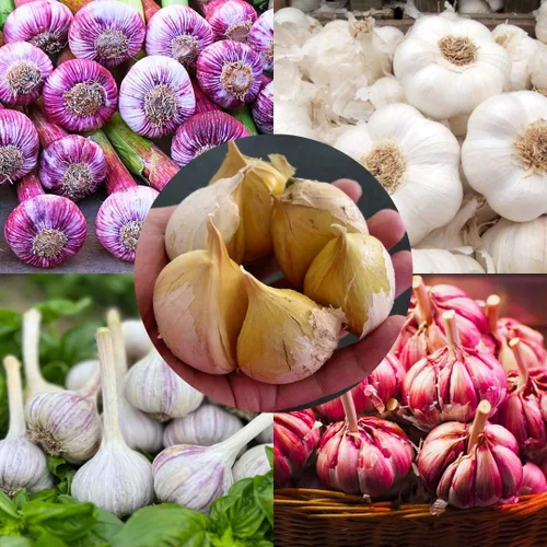 Vista 10 de 1 Libra de Ajo Duro de Cuello para Plantar en Otoño, Bulbo de Ajo Grande para Plantar, Fresco y Alta Rendimiento, Resistente al Frío, Plantación