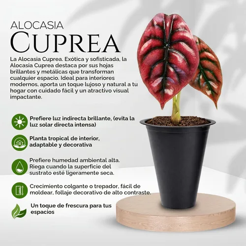 Vista 4 de Colección de Plantas Alocasia (paquete de 4) - Cuprea, Ratón Mickey, Dragón Plateado, Escala de Dragón - Raras Plantas de Interior, Plantas Exóticas