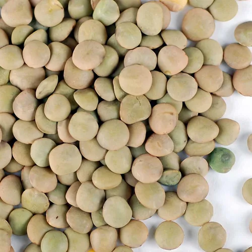 Vista 2 de Semilla de germinación de lentejas verdes secas orgánicas certificadas: 4 onzas - Handy Pantry Marca: lentejas secas para plantar semillas