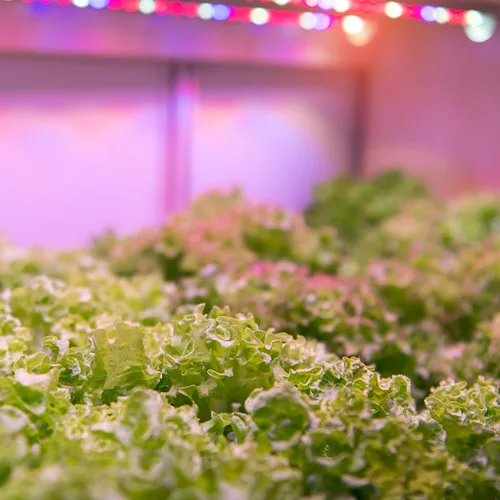 Vista 4 de Feit Electric Bombilla LED de espectro completo A19/GROW/LEDG2/BX, equivalente a 60 W, A19, no regulable, color verde