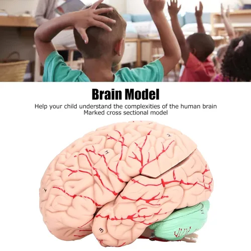 Vista 4 de Modelo anatómico del cerebro humano, 4D, 2 piezas, material de PVC duradero desmontable, anatomía, modelo cerebral, recursos de aprendizaje