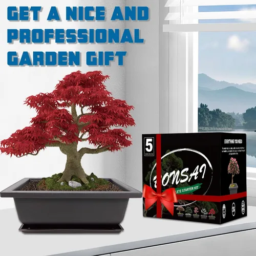 Vista 5 de Kit de inicio de Bonsái Sproutix, 5 semillas que crecen en Acacia, Glicinia, Sakura, Arce Rojo y Pino Negro, Incluye herramientas de jardinería