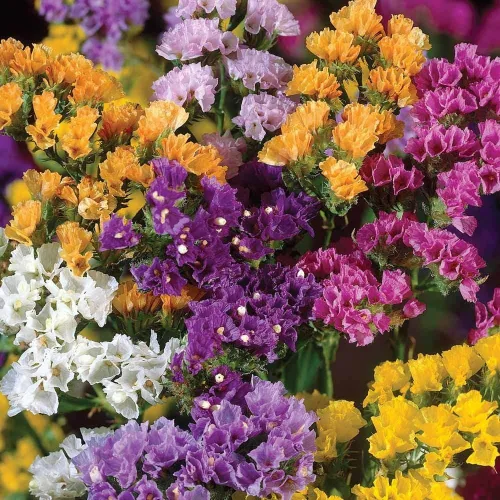 Vista 3 de Semillas Statice Wavyleaf Lavanda Mar (Limonium sinuatum) Kermek Mix Flores Anuales Sin OMG