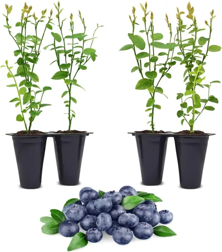 Vista 8 de Planta de Arándano Biloxi (Paquete de 4) Viva en venta Plantas fáciles de cultivar Planta de frutas comestibles para vida sostenible Cultiva