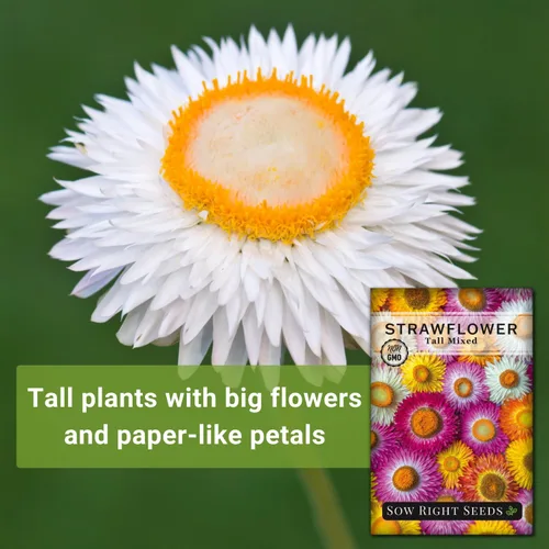Vista 3 de Sow Right Seeds - Semillas altas de fresa mixta - Paquete de reliquia sin OMG con instrucciones para cultivar - Hermoso para plantar en tu jardín