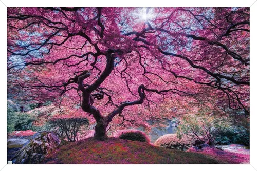 Vista 14 de Trends International Póster de pared Pink Tree 2 de Moises Levy, 22.4 pulgadas de largo x 14.7 pulgadas, versión enmarcada en madera de granero