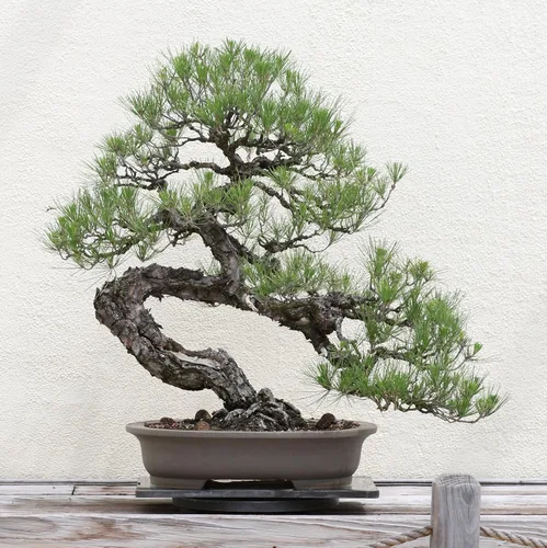Vista 3 de Pino negro japonés Plántula de árbol mediano The Jonsteen Company