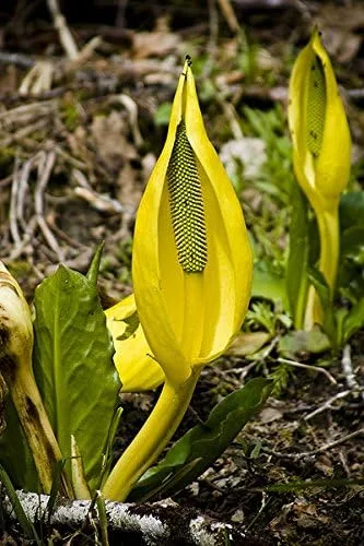 Vista 9 de 10 semillas de flor de col lysichiton americanus mofeta húmeda de lysichiton amarillo