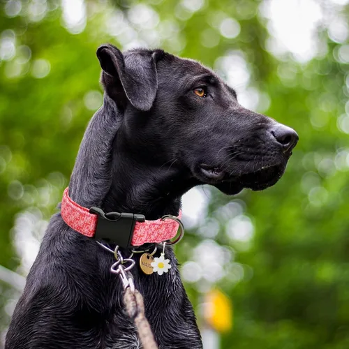 Vista 5 de 2 PCS Collares de Algodón para Perro Suaves Linda Flor - 3 Tamaños Collar de Cachorro de Nailon Suave Ajustable para Niña Hembra Perros Pequeños
