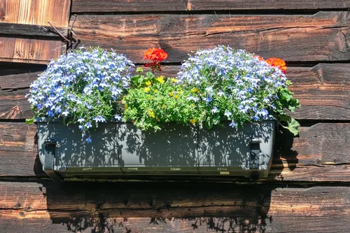 Vista 6 de 200 semillas de flores Blue Splash Lobelia Regatta Erinus
