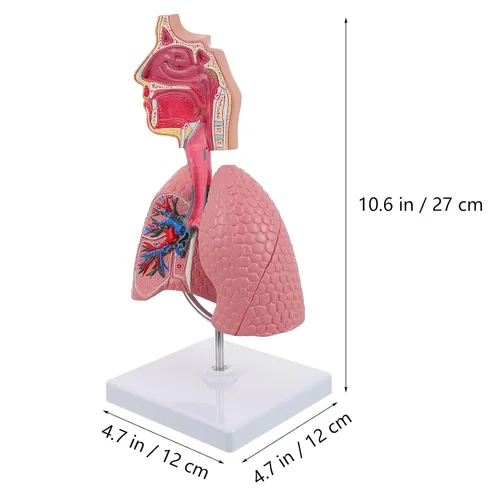 Vista 5 de Modelo 4D, modelo de pulmón respiratorio enseñanza con cabeza y pulmones, herramientas prácticas de estudio de modelos 3D para estudiantes