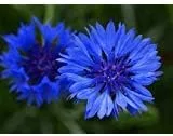 Vista 7 de Semillas de botón de aciano/soltero a granel sin OMG - Tall Blue Centaurea cyanus (1 lb) 90,000 semillas